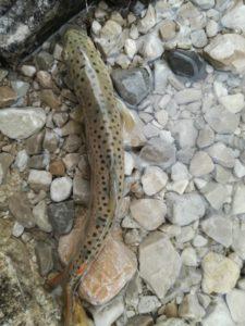 EIN PAAR GEDANKEN ZU BESATZ UND EIN WENIG WISSENSCHAFT