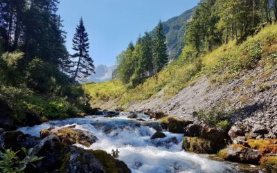 Der „Wild Trout Trust“