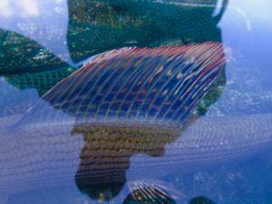 Äschenfieber am Inn im Unterland