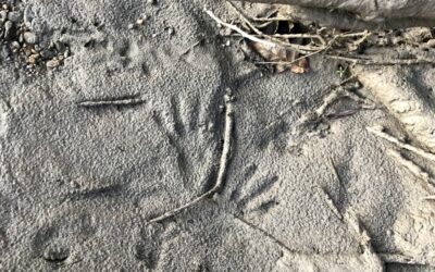 Kinder Naturguiding – Auf Spurensuchen: Wer war das?