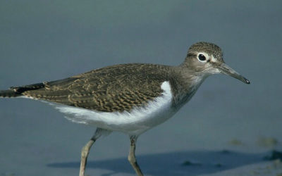 Hurra, Hurra der Fussuferläufer ist wieder da!